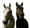 Horses